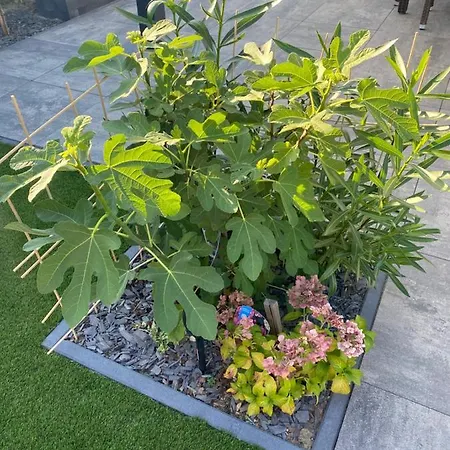 Luxus Cube Am Mit Schwimmbad In Nl Lathum