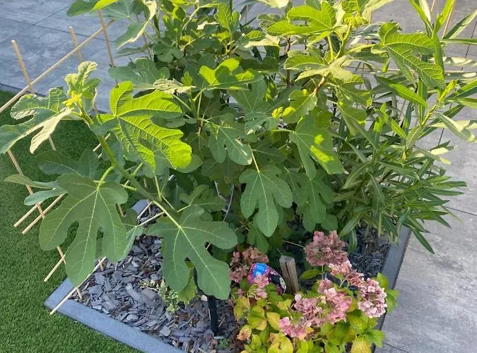 Luxus Cube Am Mit Schwimmbad In Nl Lathum